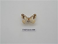 藏品(尺蛾135)的圖片